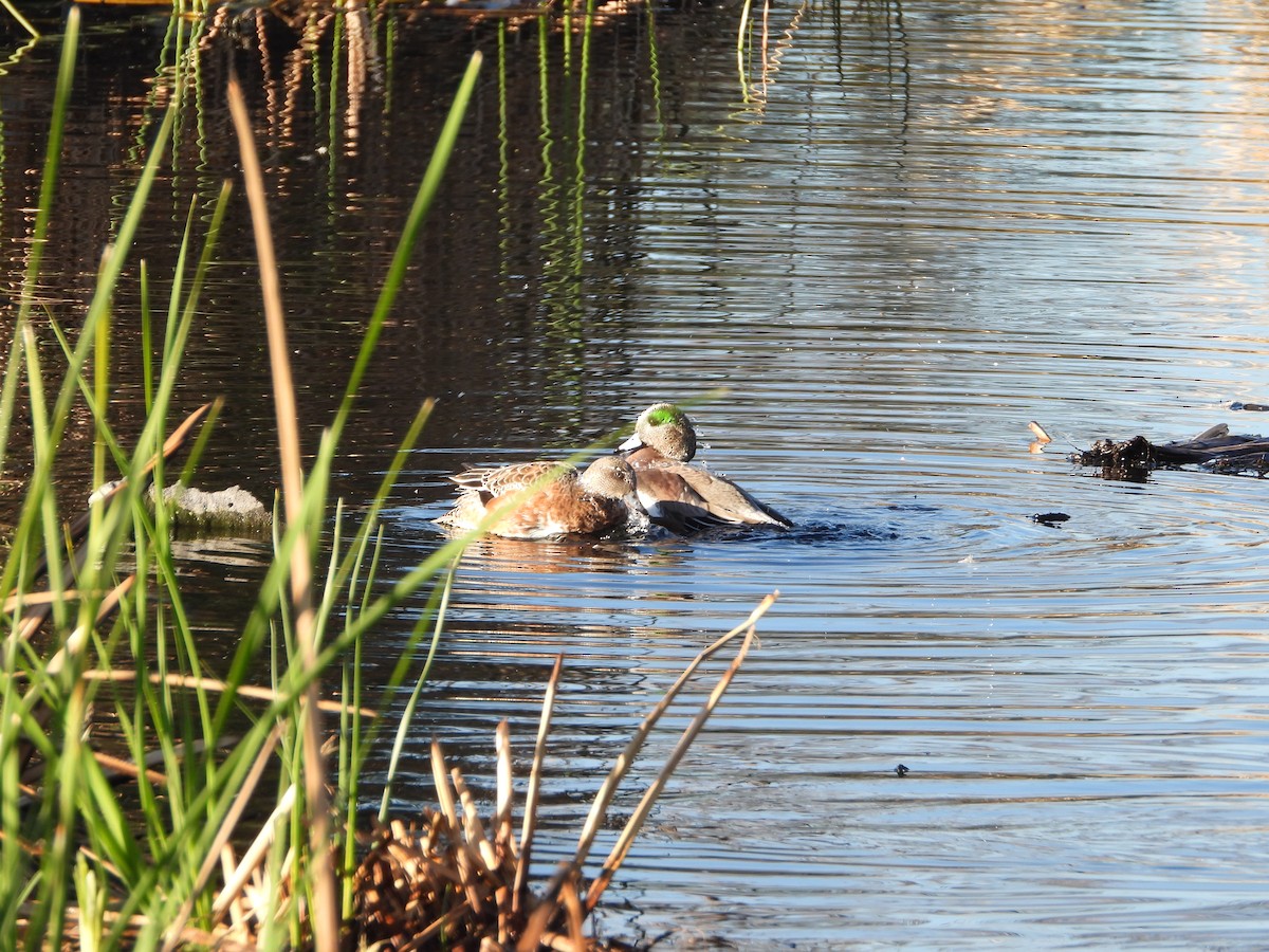 American Wigeon - ML646307978