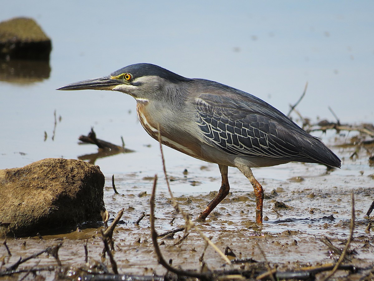 Striated Heron - ML646307979