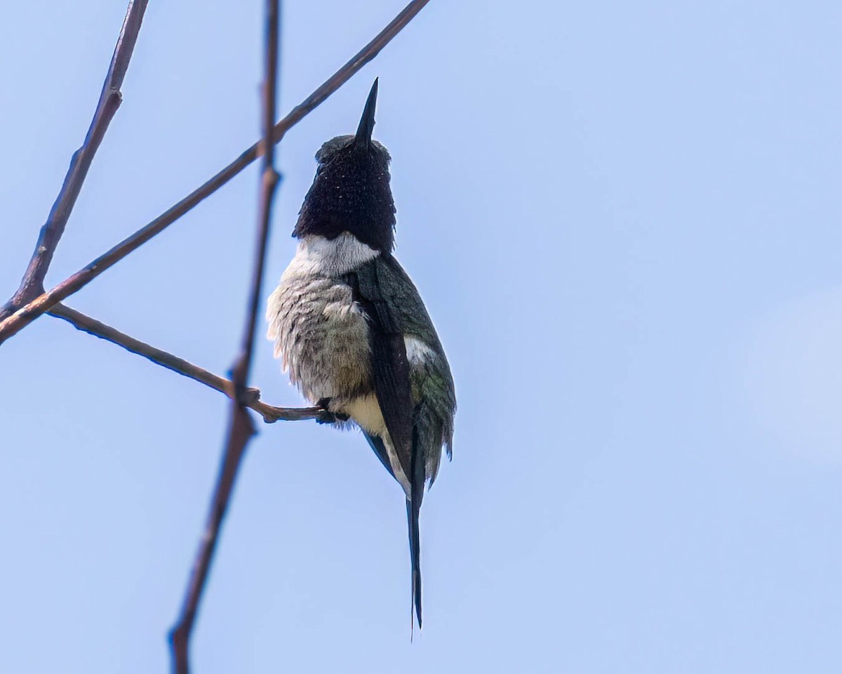 Amethyst Woodstar - ML646307980