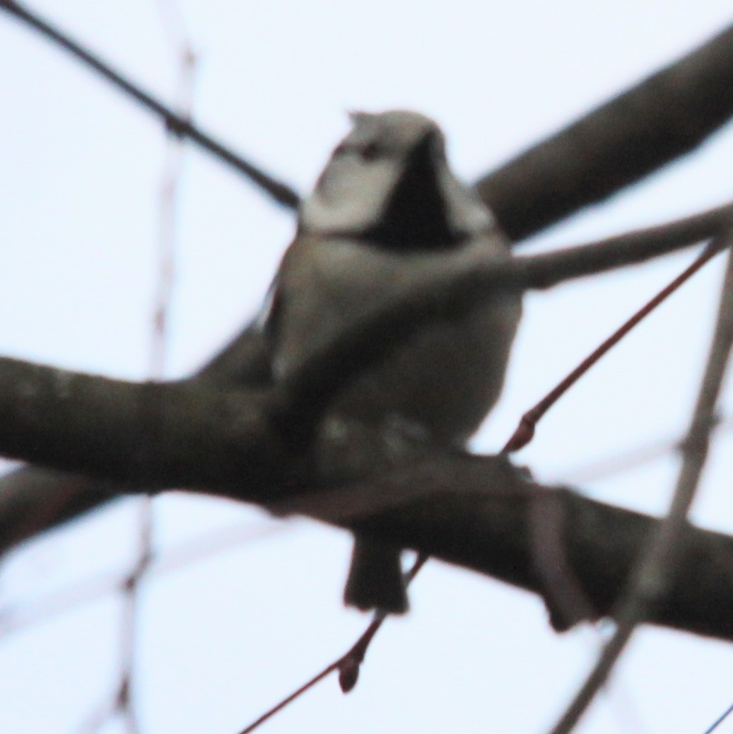 Crested Tit - ML646307981