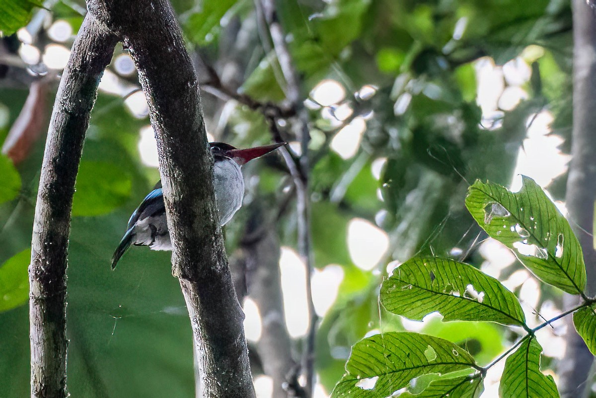 Chocolate-backed Kingfisher - ML646307986