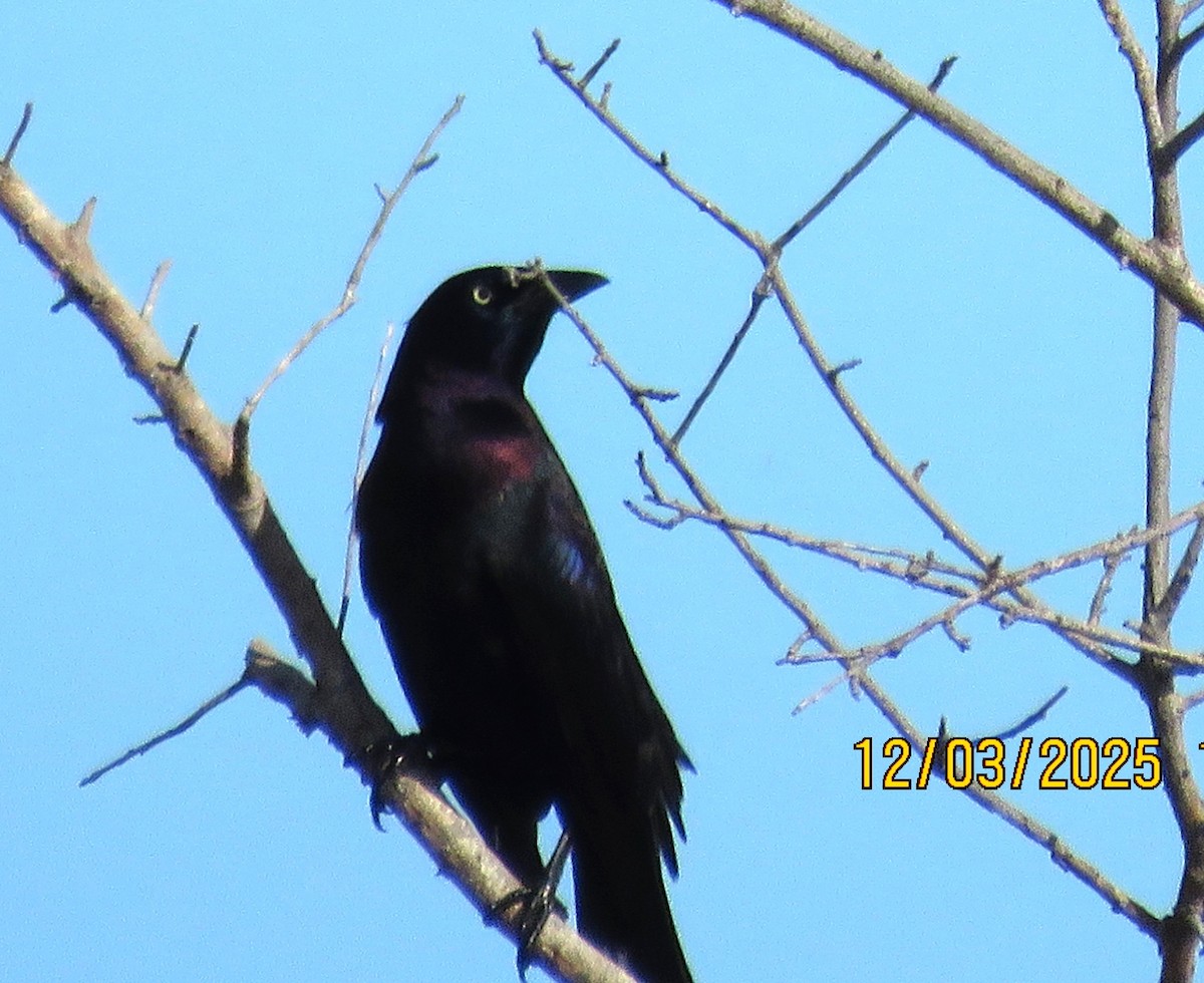 Boat-tailed Grackle - ML646307987