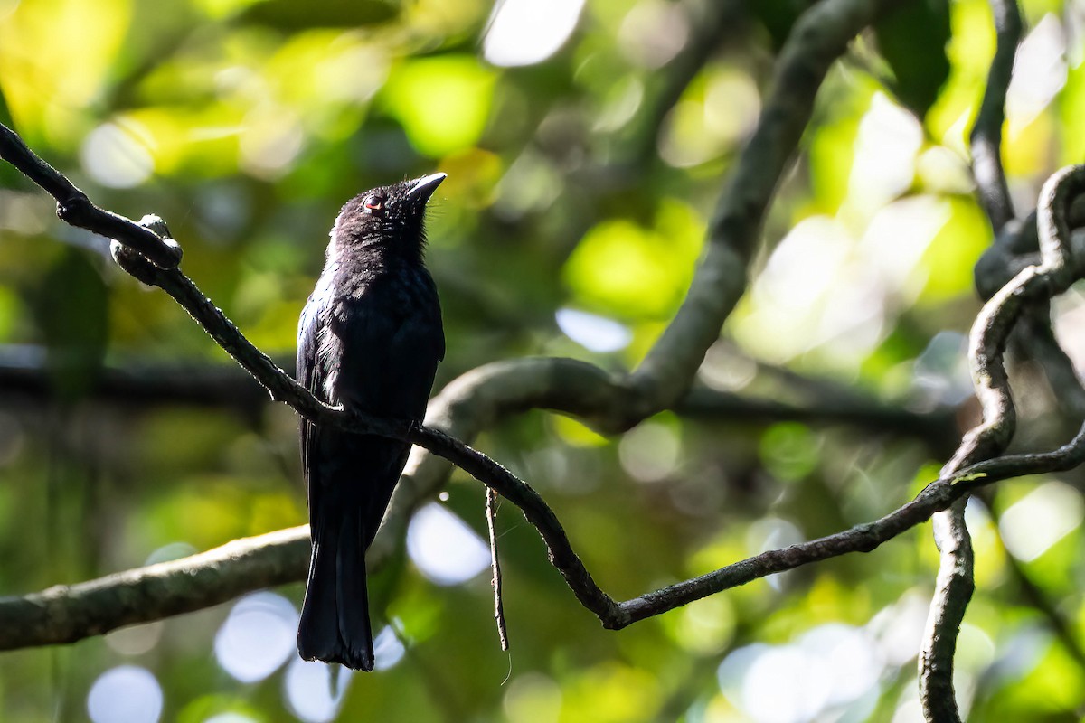 Shining Drongo - ML646307988