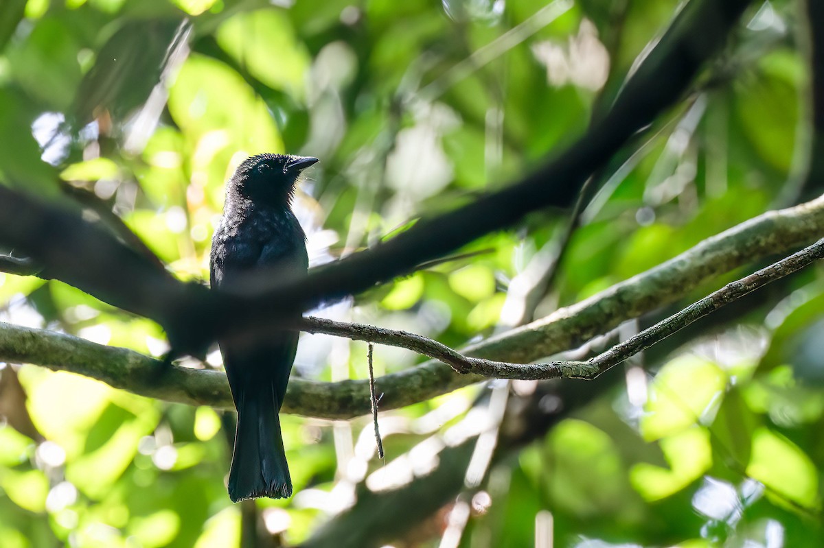 Shining Drongo - ML646307989