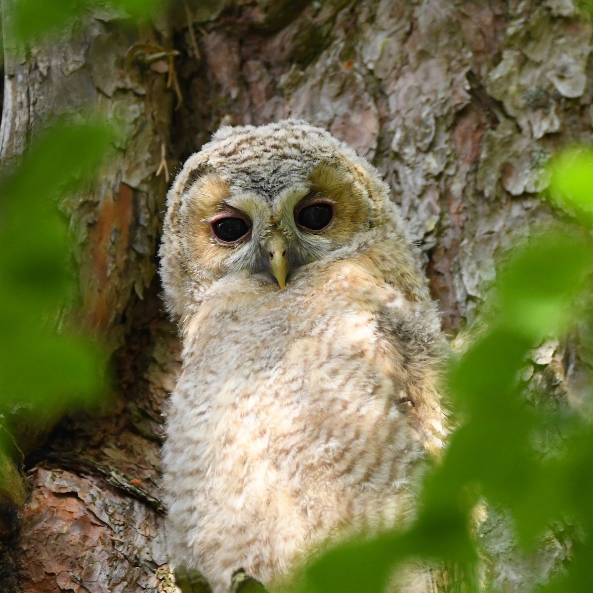 Tawny Owl - ML646307996
