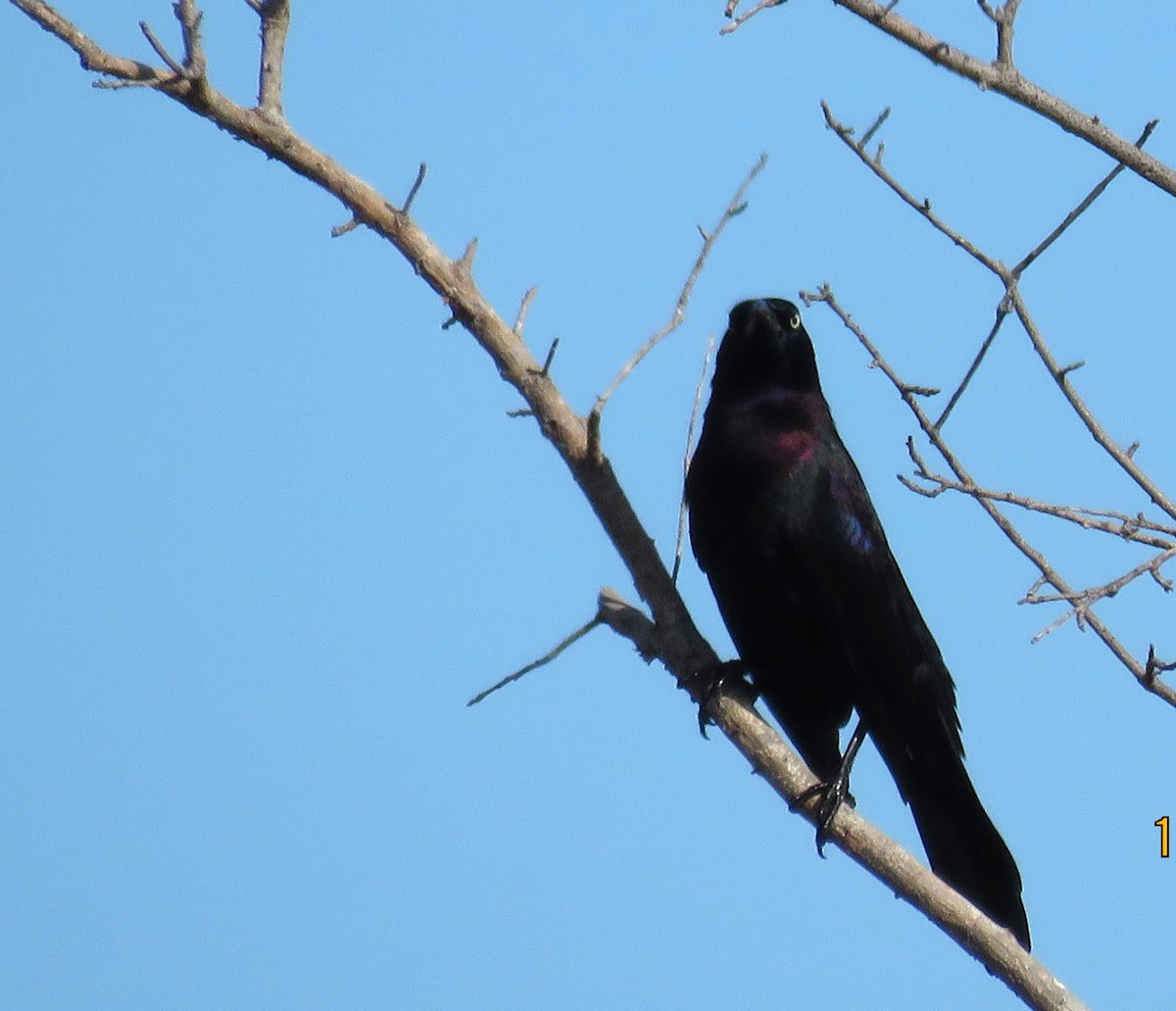 Boat-tailed Grackle - ML646308000