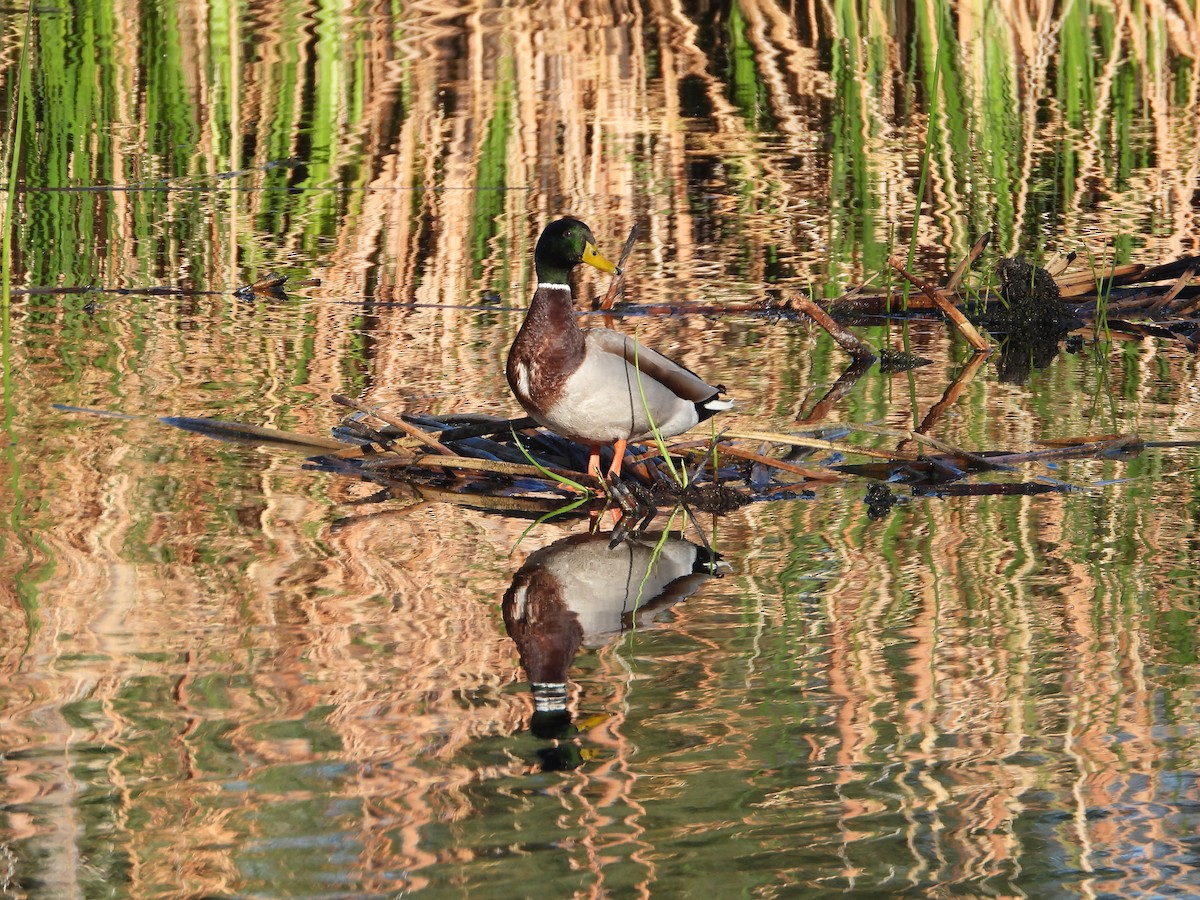 Mallard - ML646308001