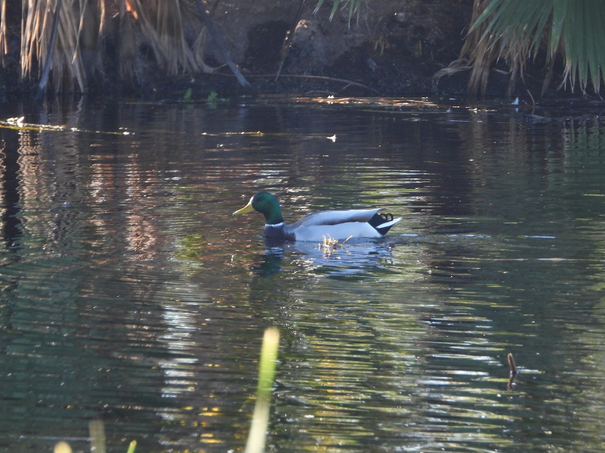 Mallard - ML646308002