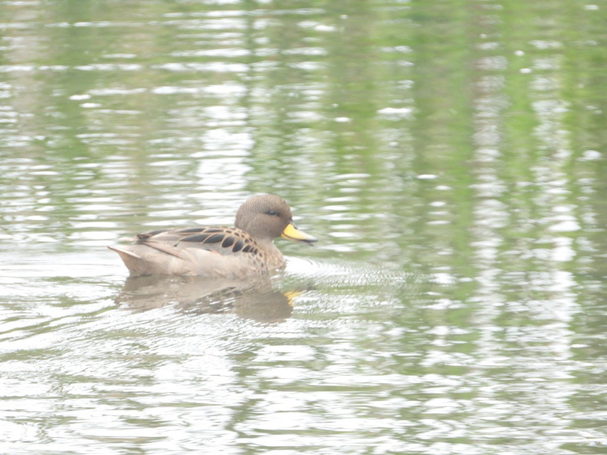 čírka kropenatá - ML646308004