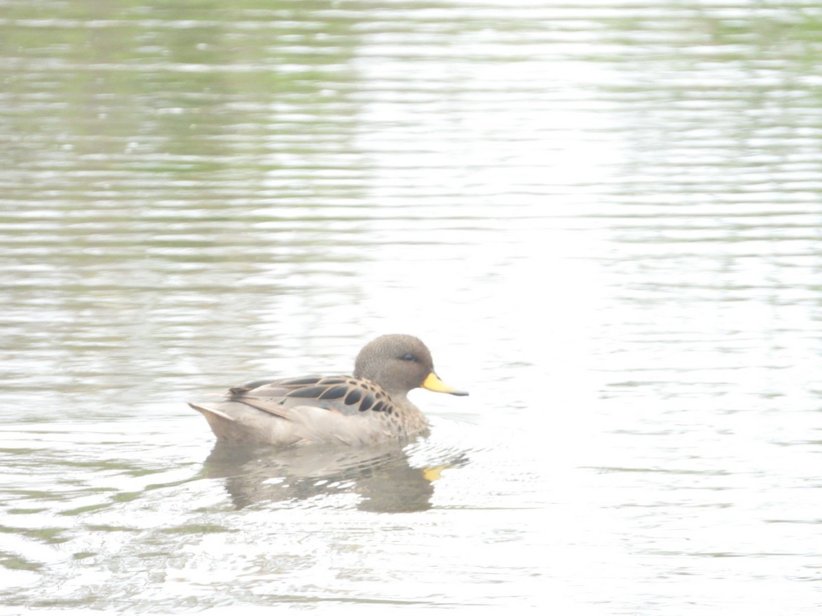čírka kropenatá - ML646308005