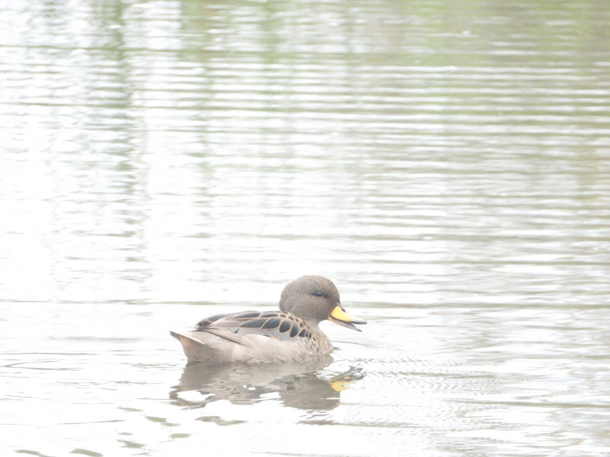 čírka kropenatá - ML646308006