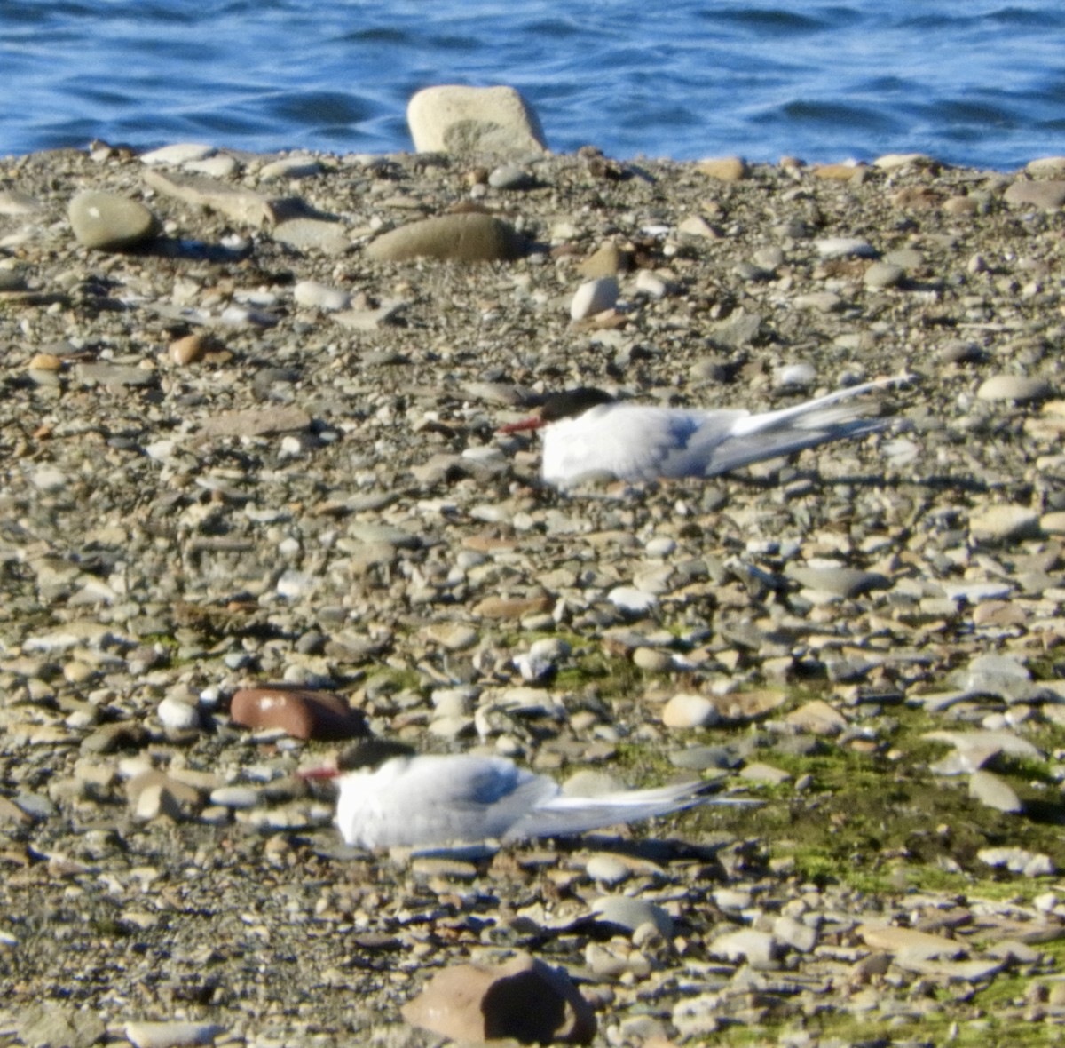 Arctic Tern - ML646308007
