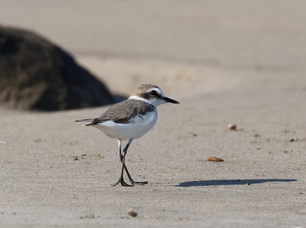 Fratino - ML646308008