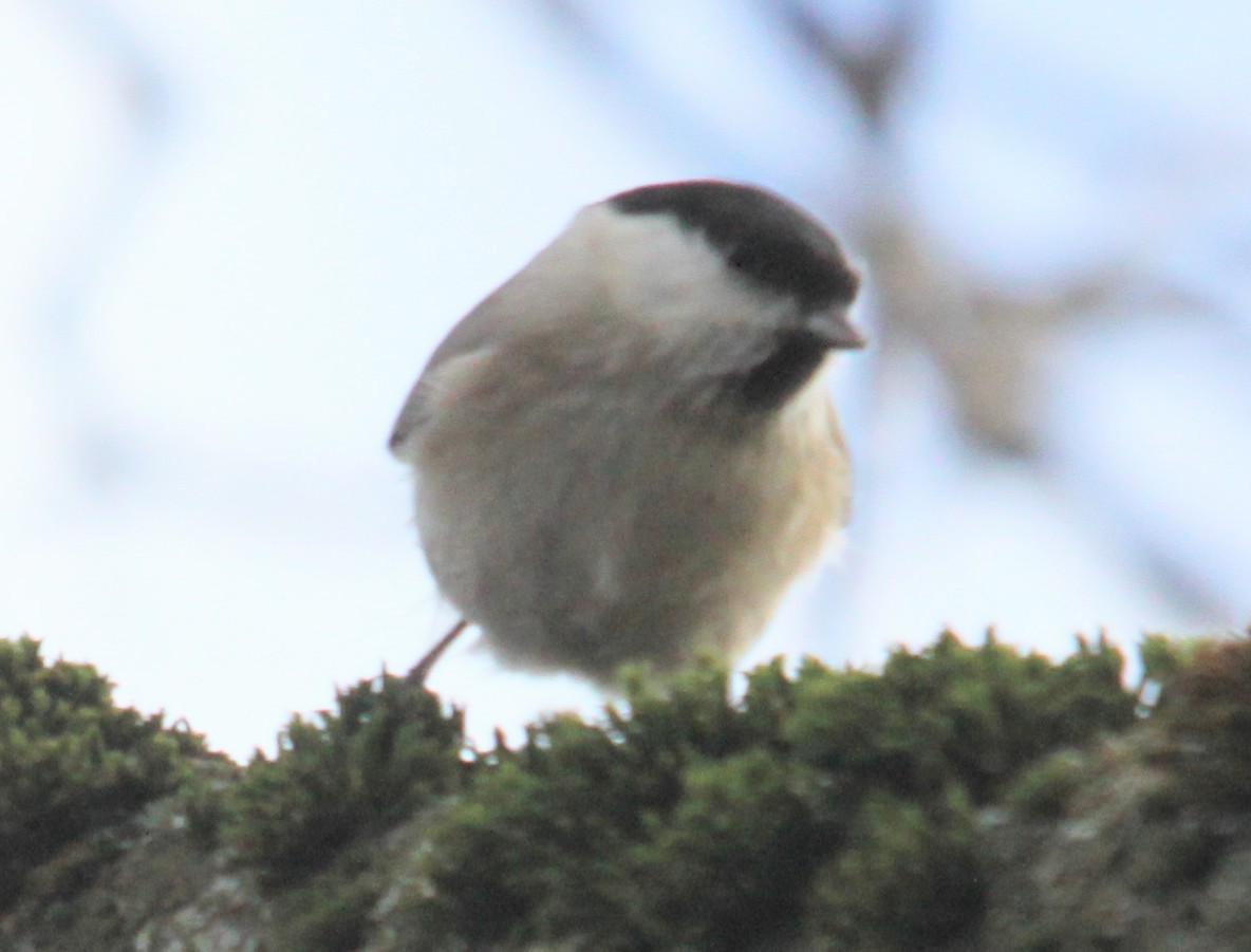 Marsh Tit - ML646308009
