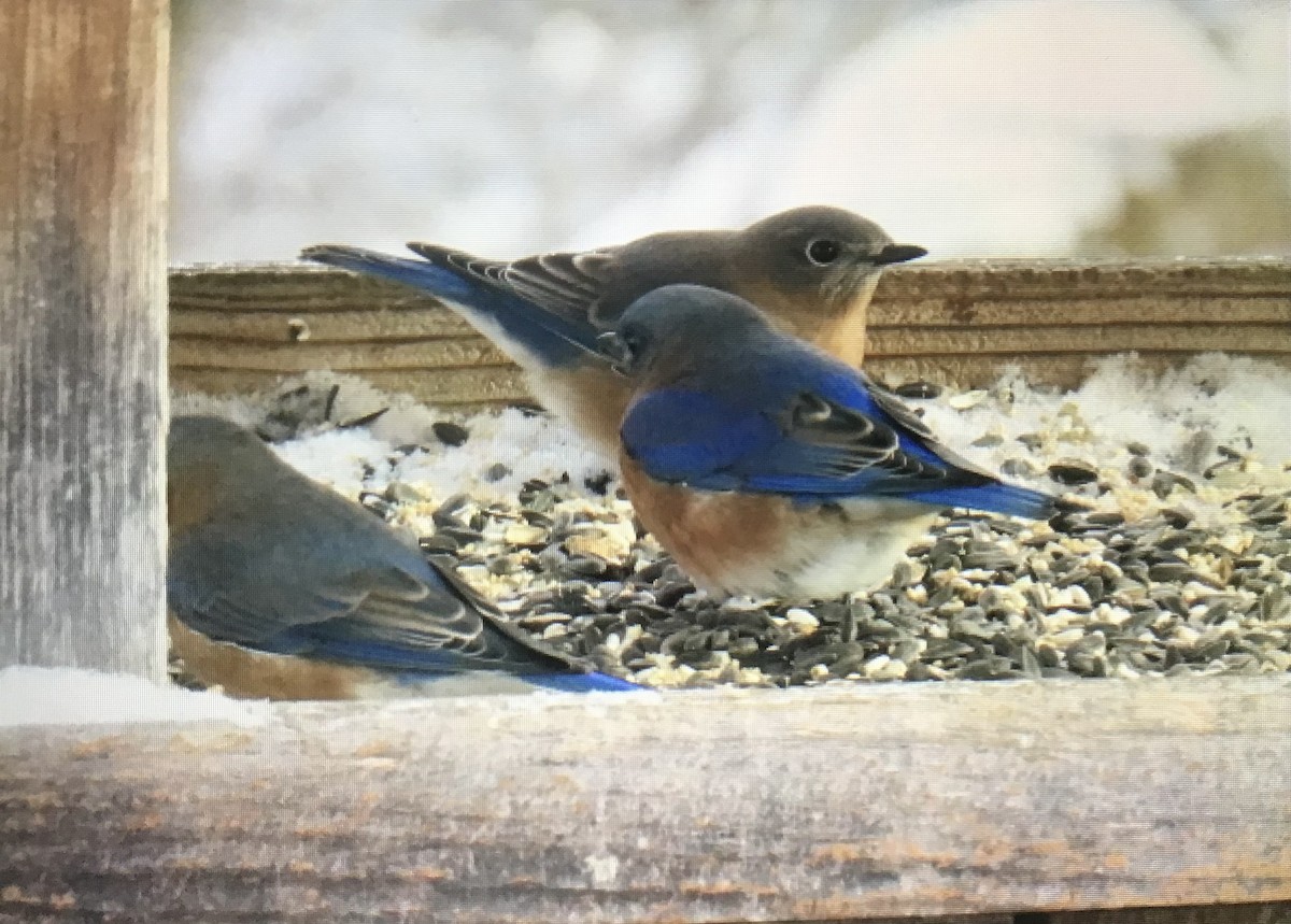 ルリツグミ - ML646308019