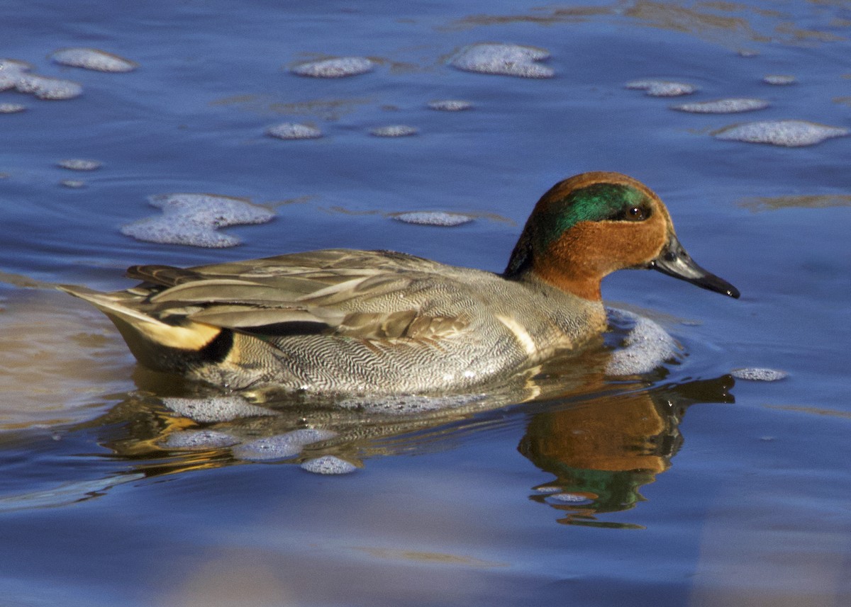 Green-winged Teal - ML646308023