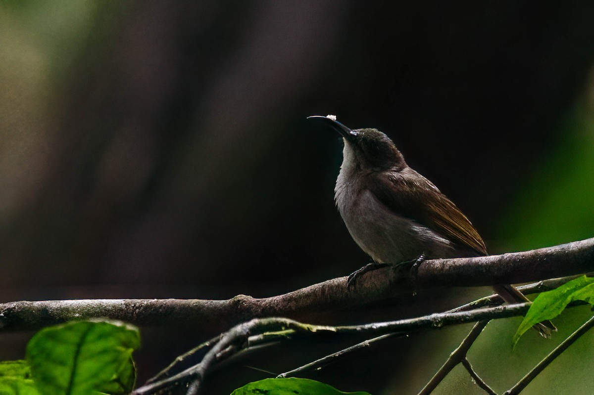 Olive Sunbird - ML646308024