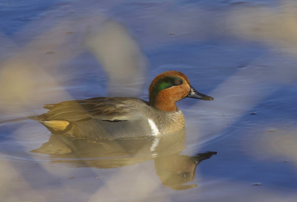 Green-winged Teal - ML646308027