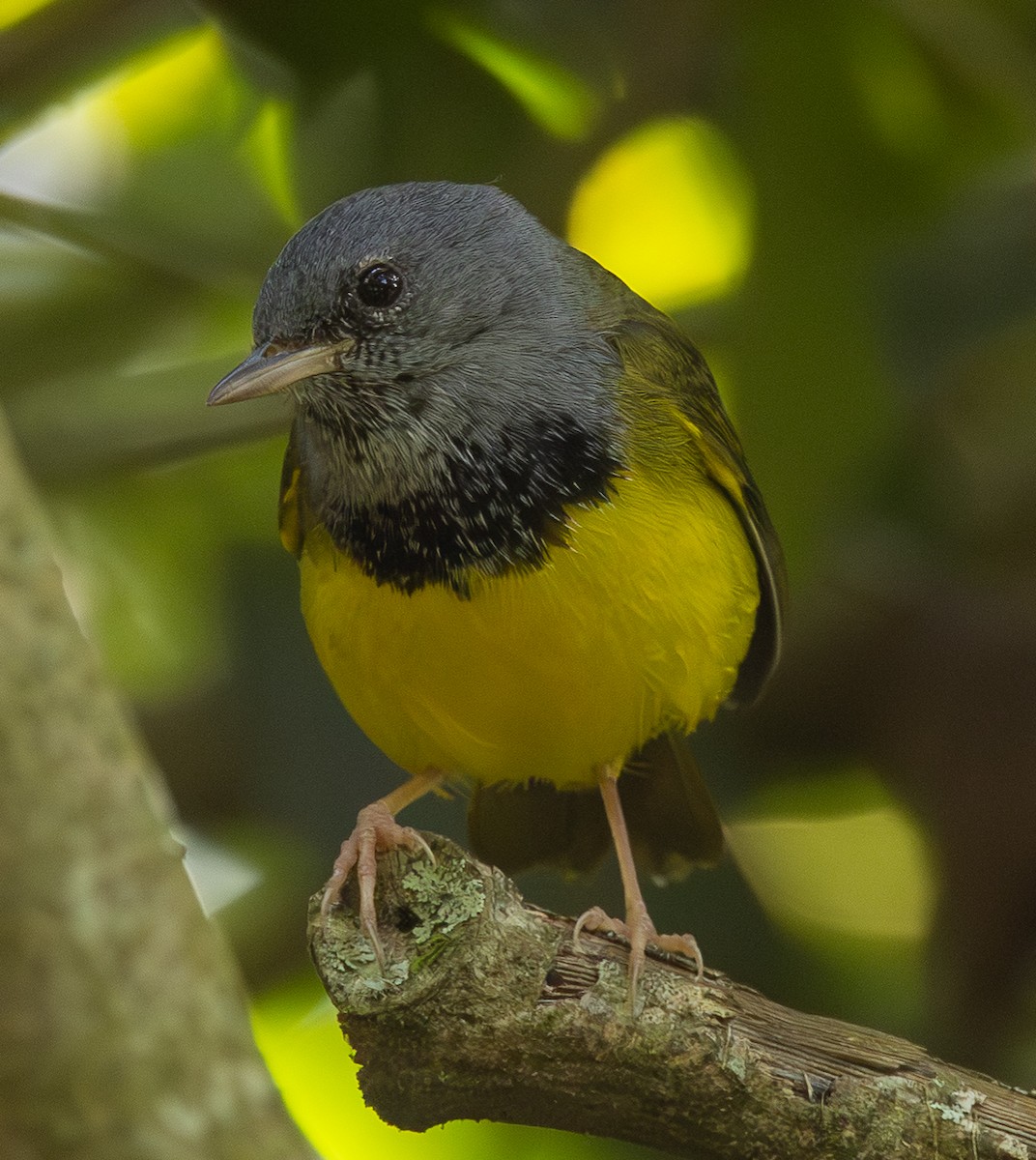 Mourning Warbler - ML646308031