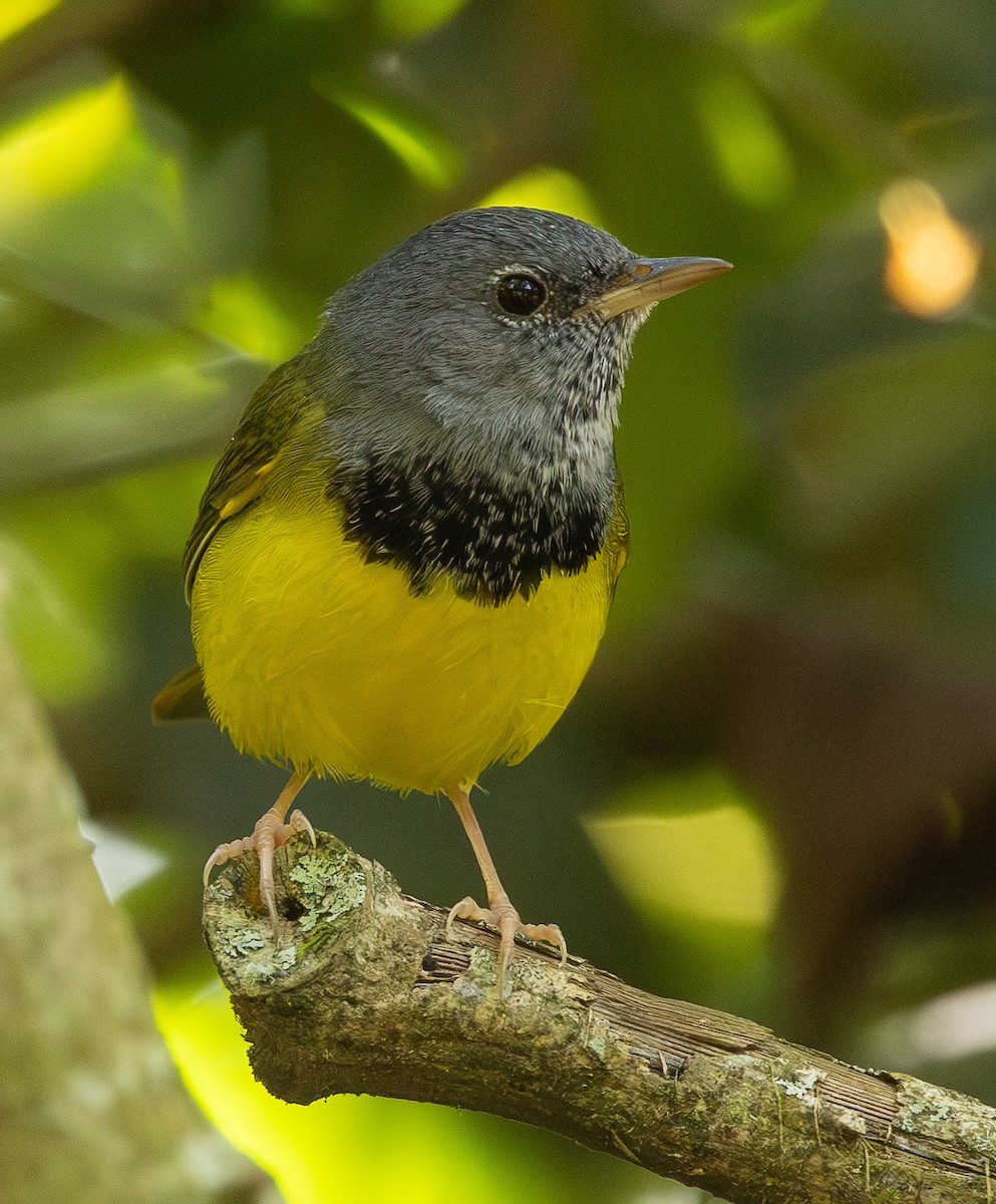 Mourning Warbler - ML646308032