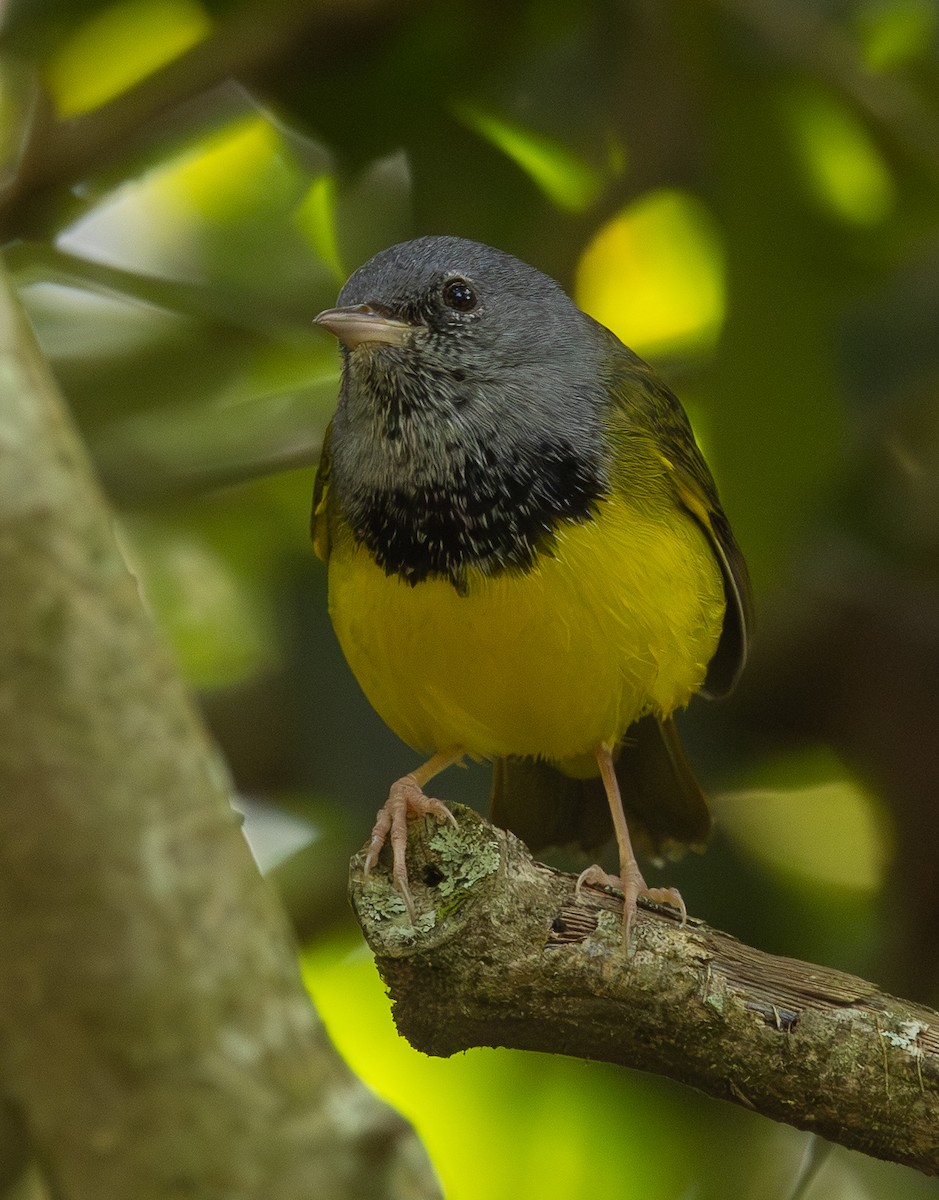 Mourning Warbler - ML646308033