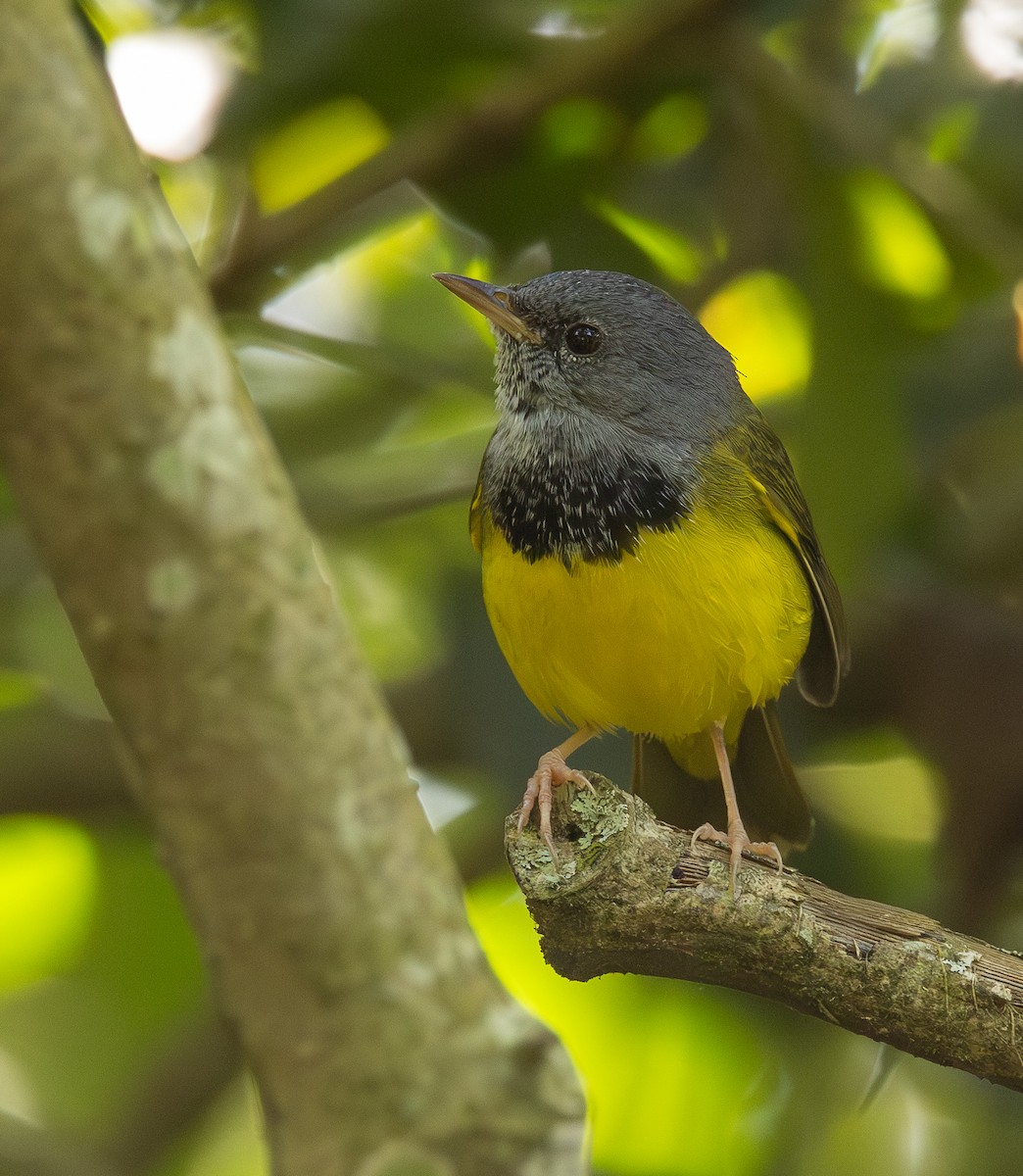 Mourning Warbler - ML646308034