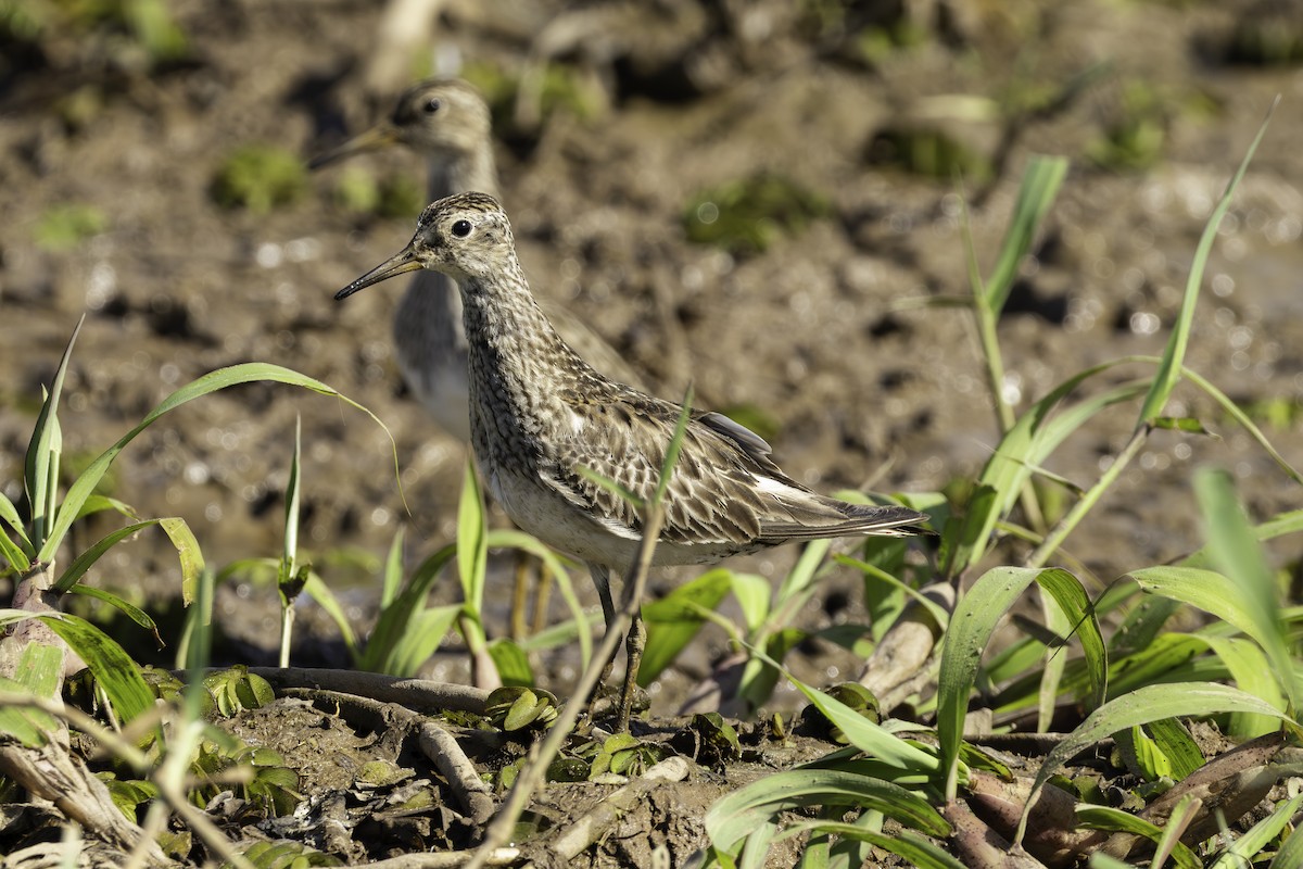 jespák skvrnitý - ML646308035