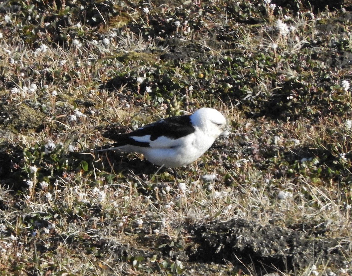 雪鵐 - ML646308037