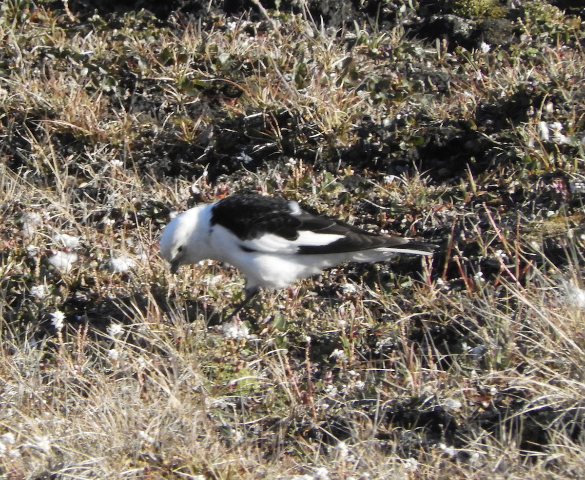 Escribano Nival - ML646308038