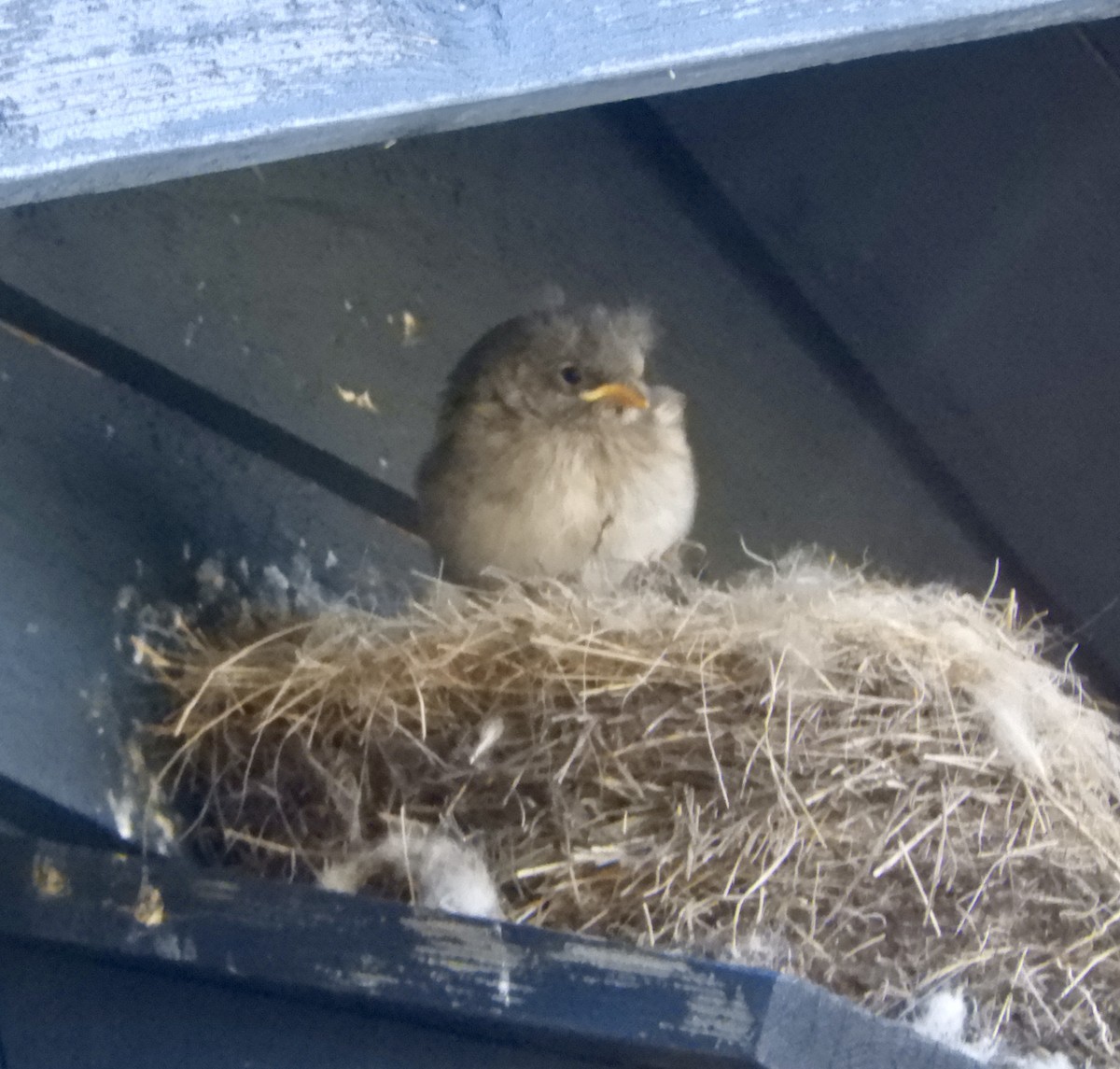 雪鵐 - ML646308039