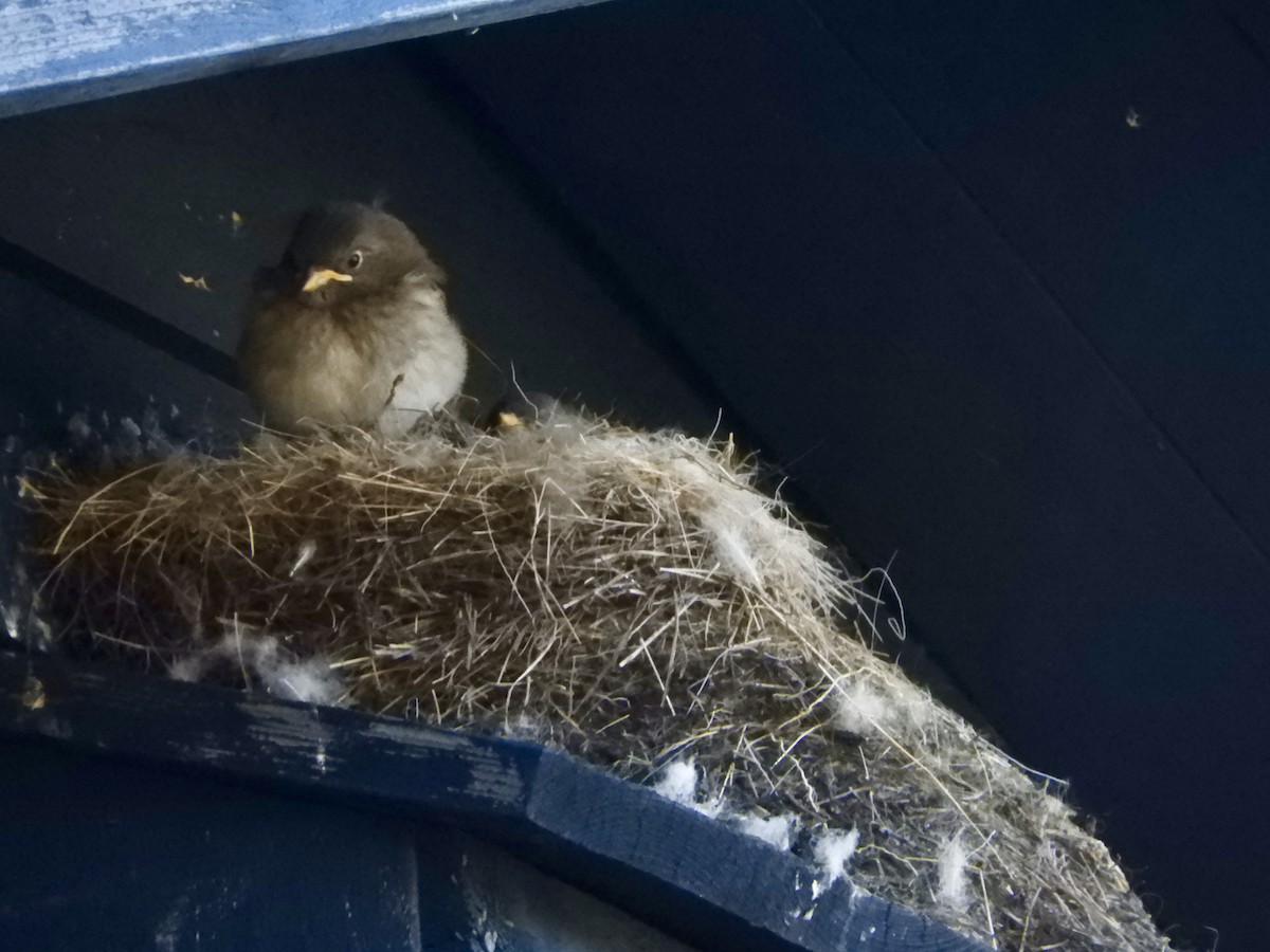 雪鵐 - ML646308040