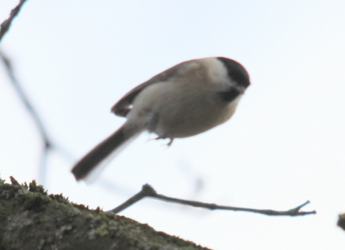 Marsh Tit - ML646308042