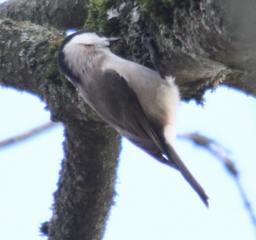 Marsh Tit - ML646308043