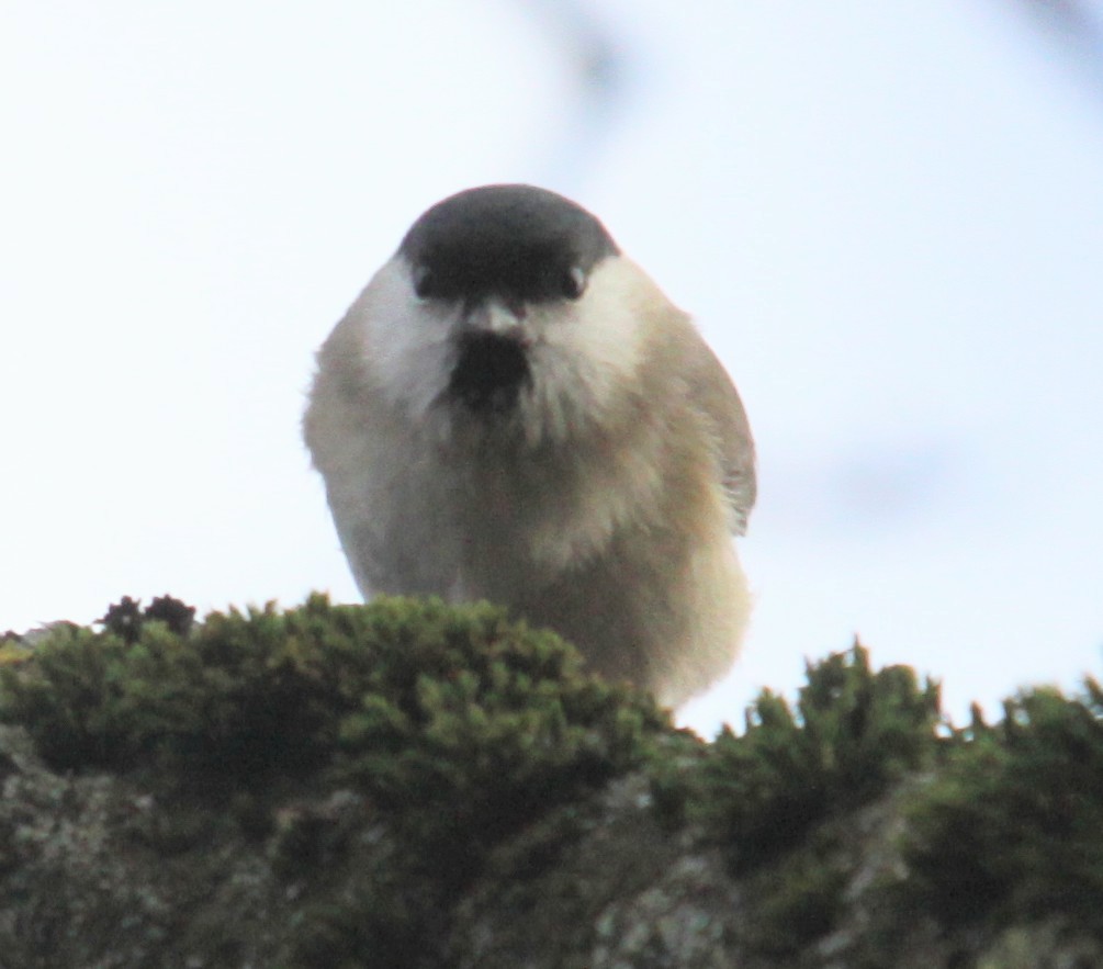 Marsh Tit - ML646308044