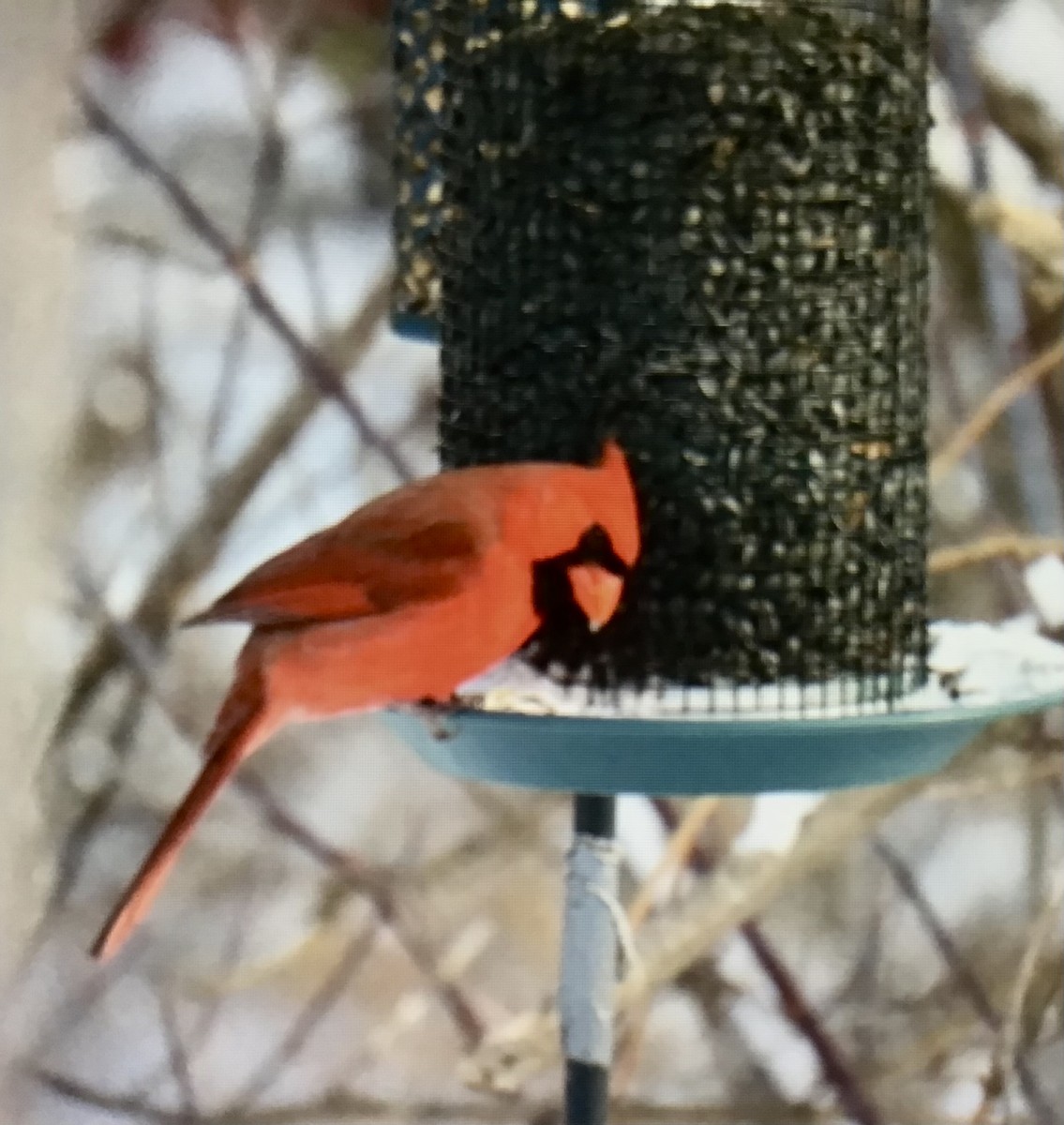 ショウジョウコウカンチョウ - ML646308045