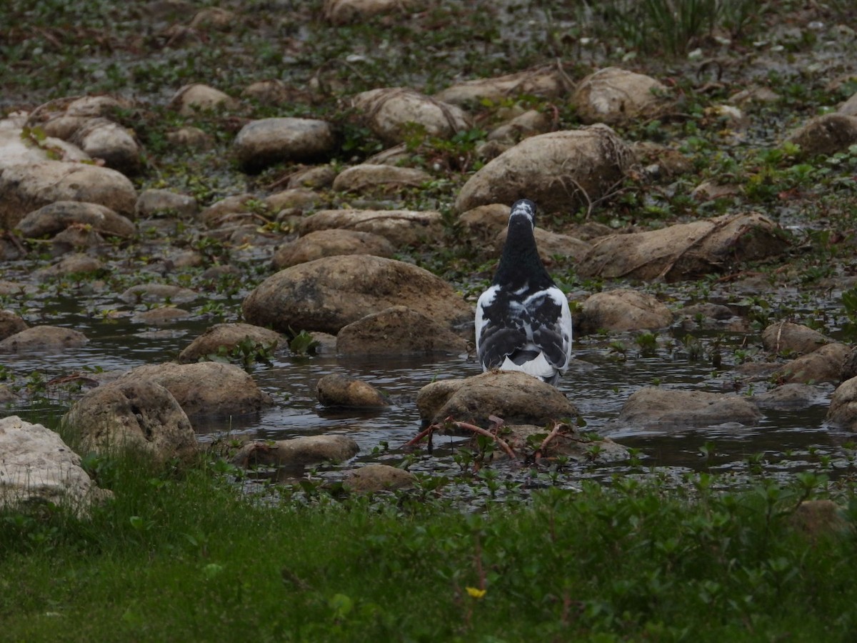 holub skalní (domácí) - ML646308046