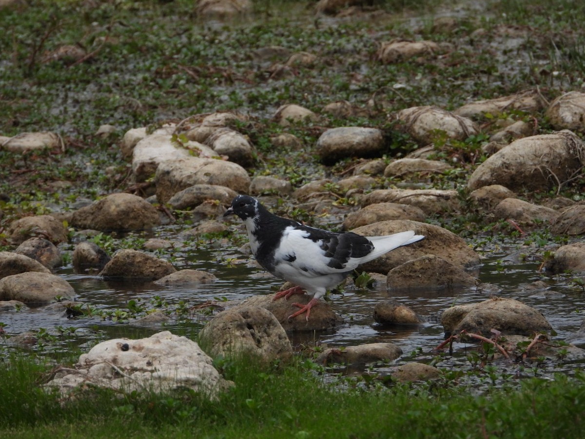 holub skalní (domácí) - ML646308047