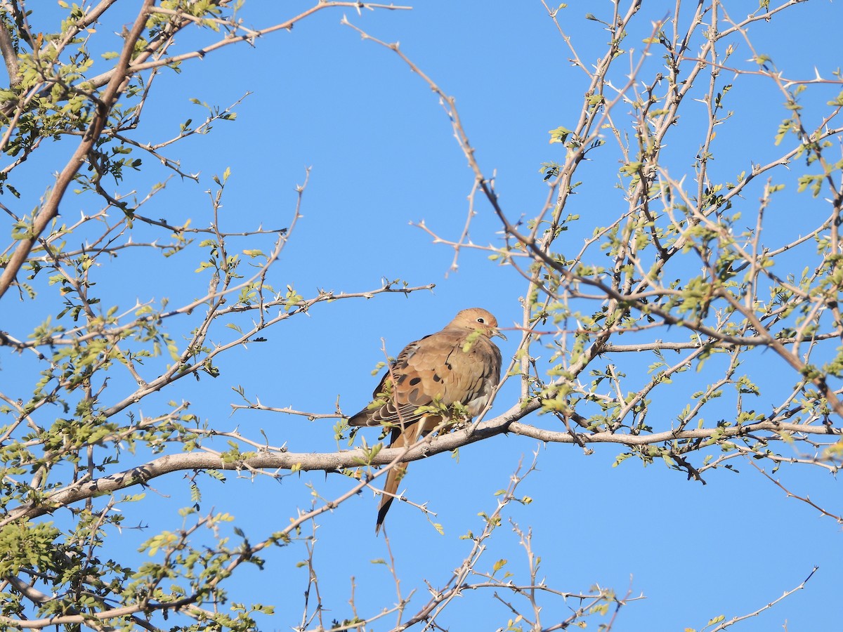 Mourning Dove - ML646308049