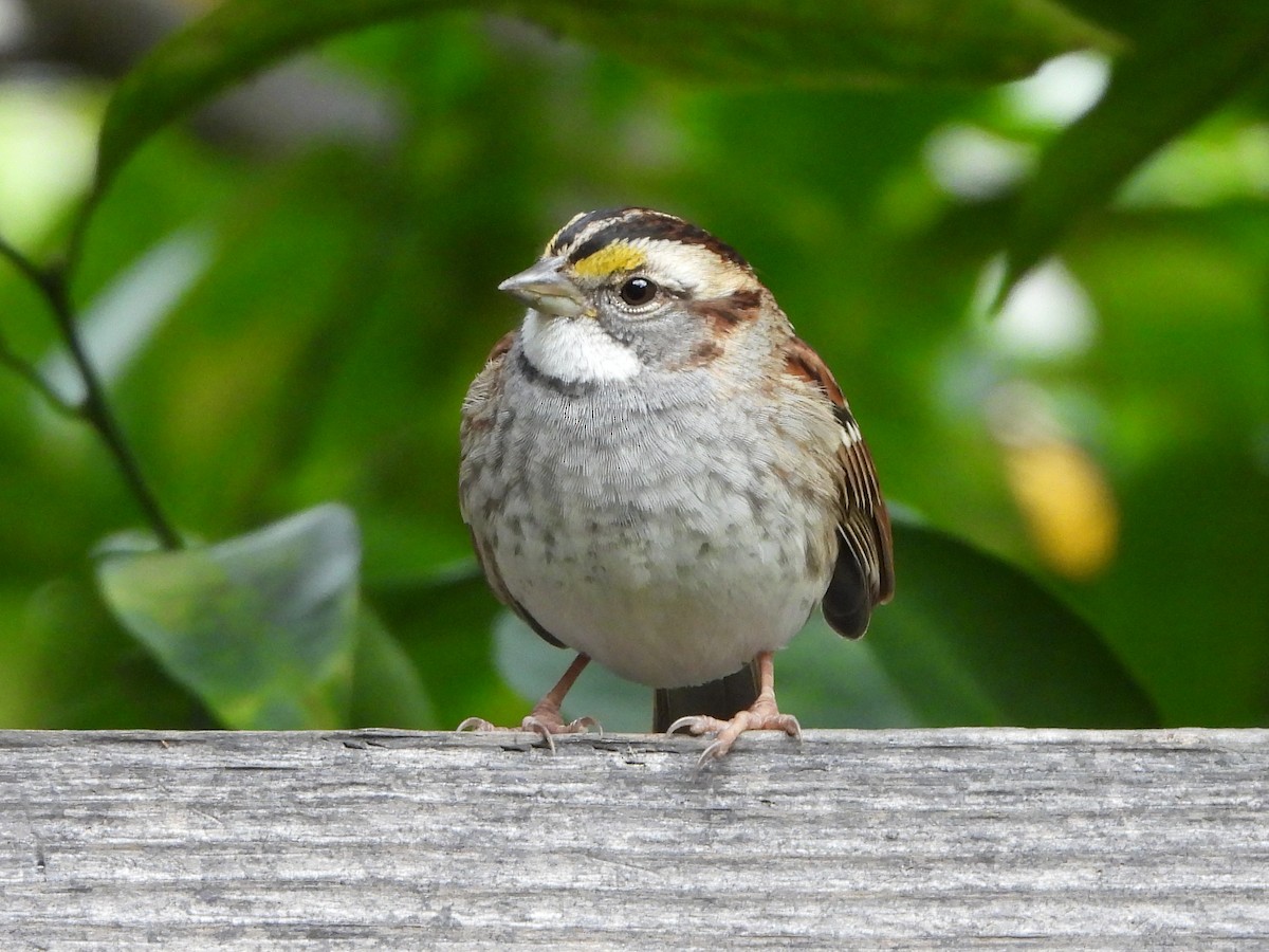White-throated Sparrow - ML646308050