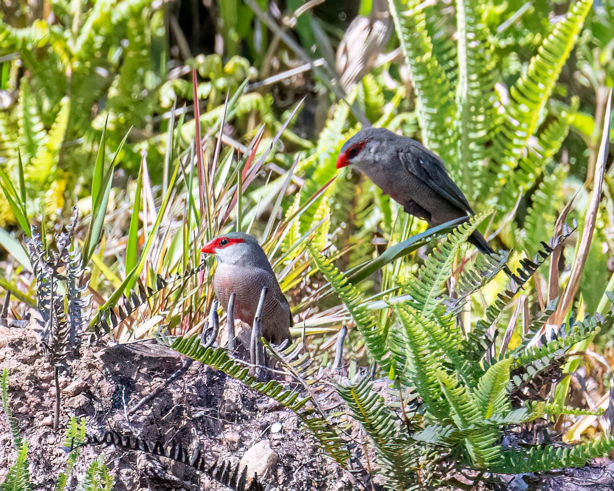 Common Waxbill - ML646308053