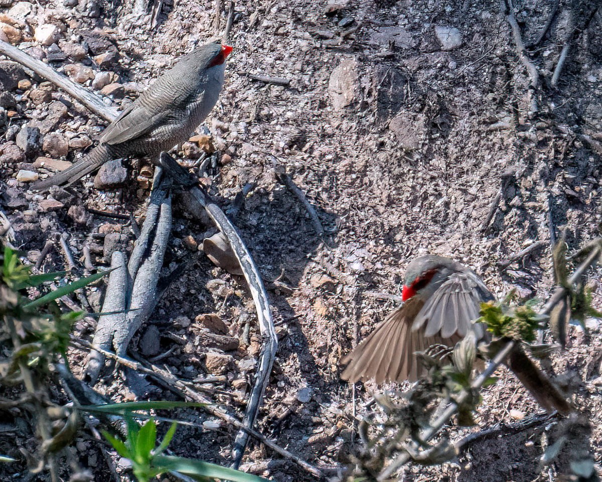 Common Waxbill - ML646308054