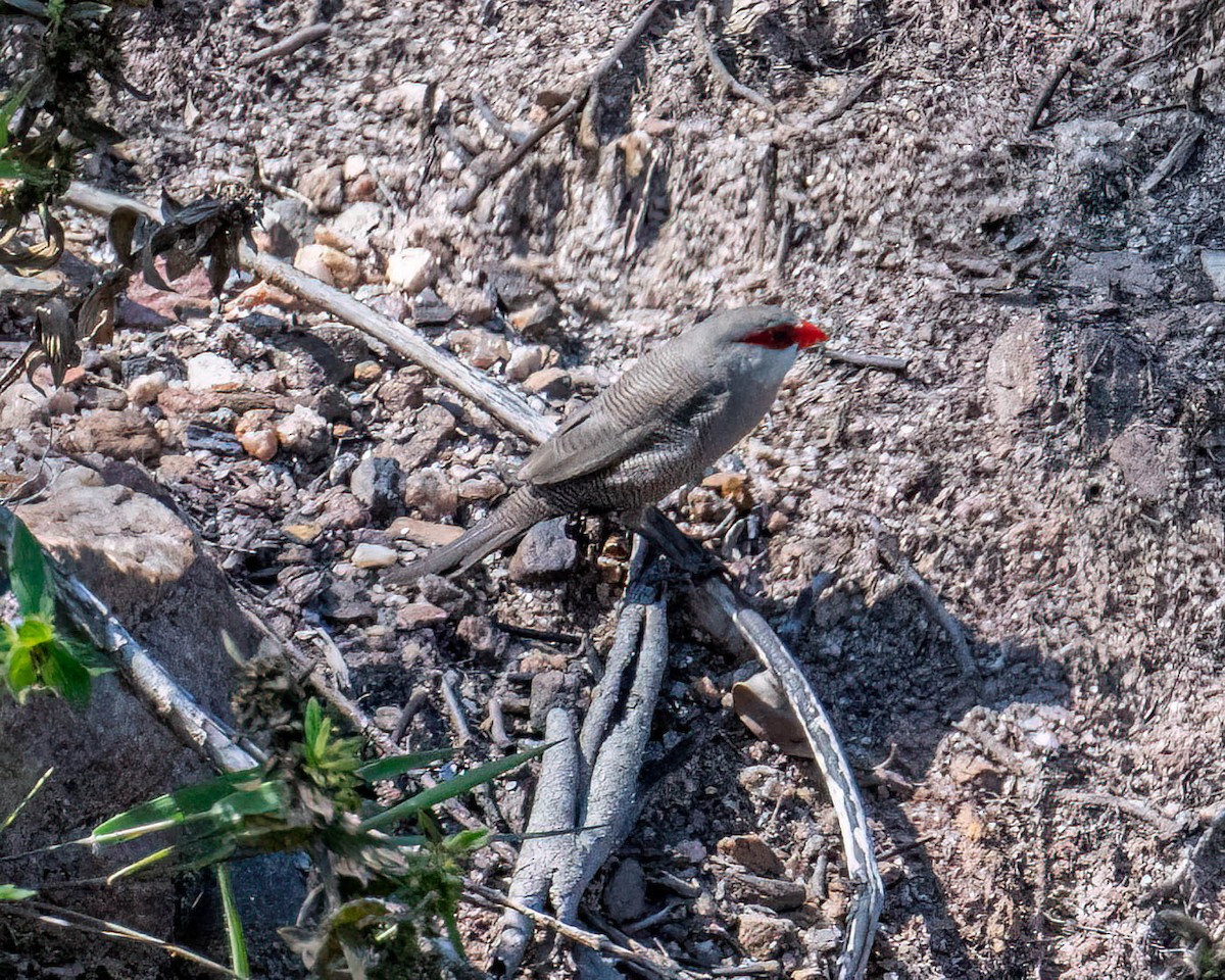 Common Waxbill - ML646308055