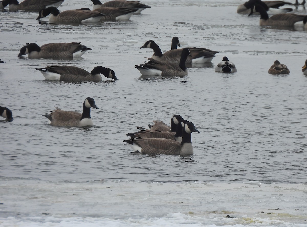 berneška velká - ML646308057