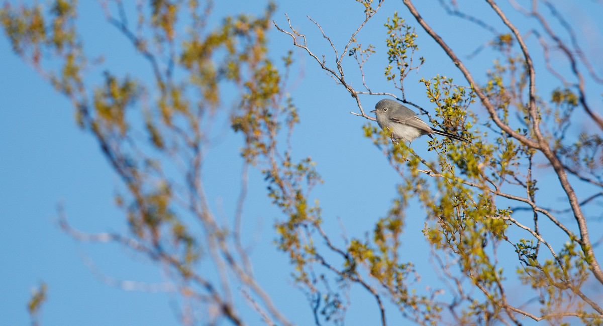 Perlita Grisilla (Occidental) - ML646308059