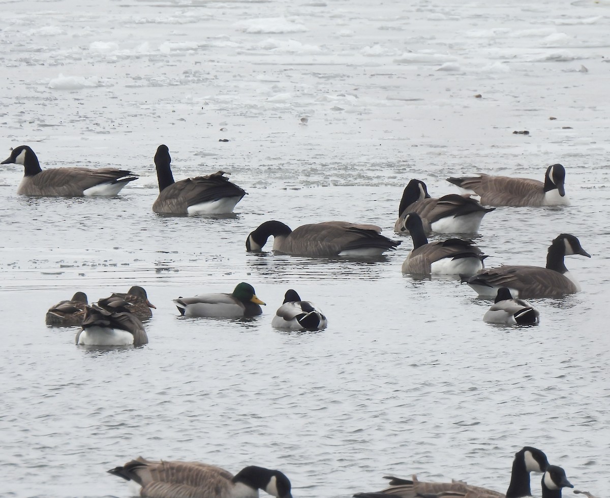 kachna divoká - ML646308060