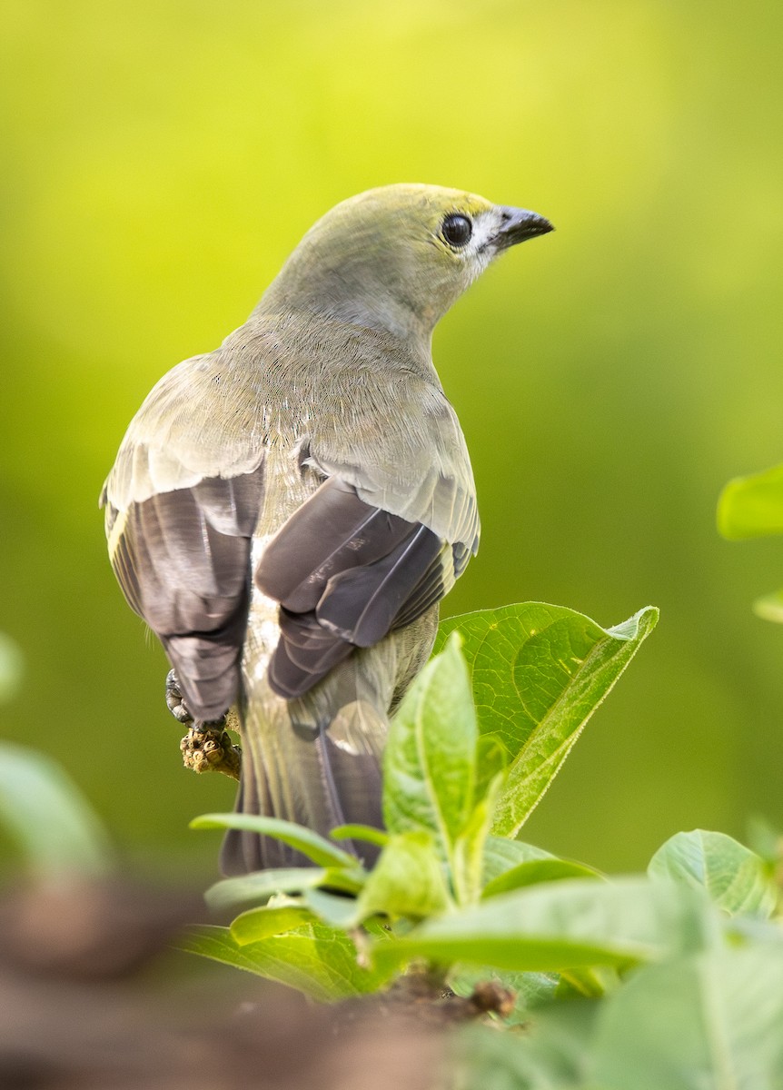 Tangara Palmera - ML646308061