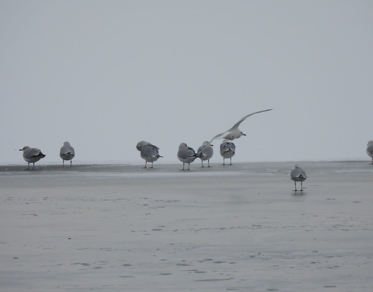 Gaviota de Delaware - ML646308062