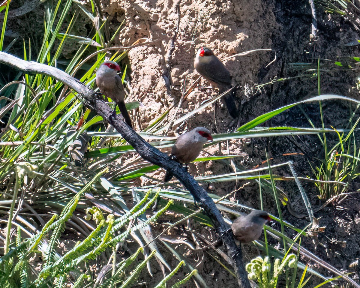 Estrilda Común - ML646308064