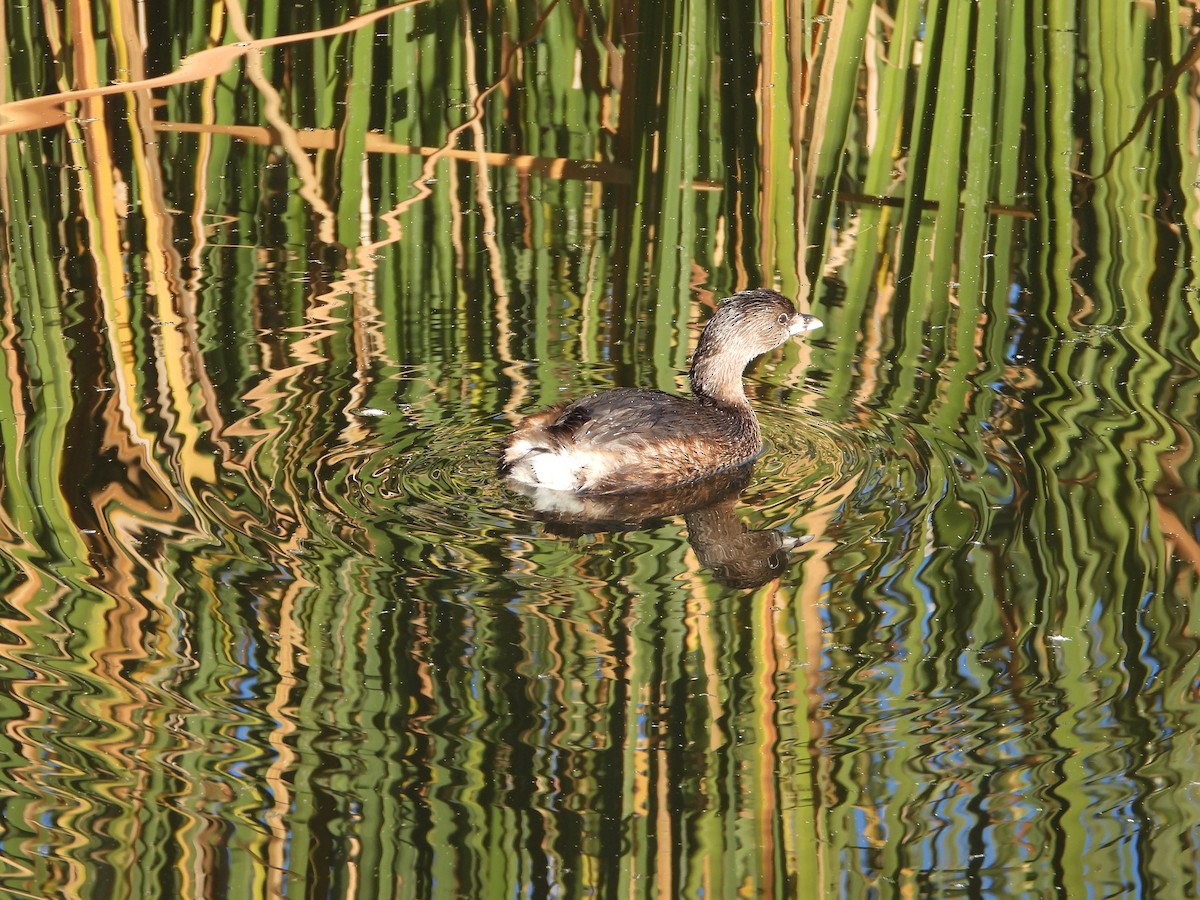 Zampullín Picogrueso - ML646308065