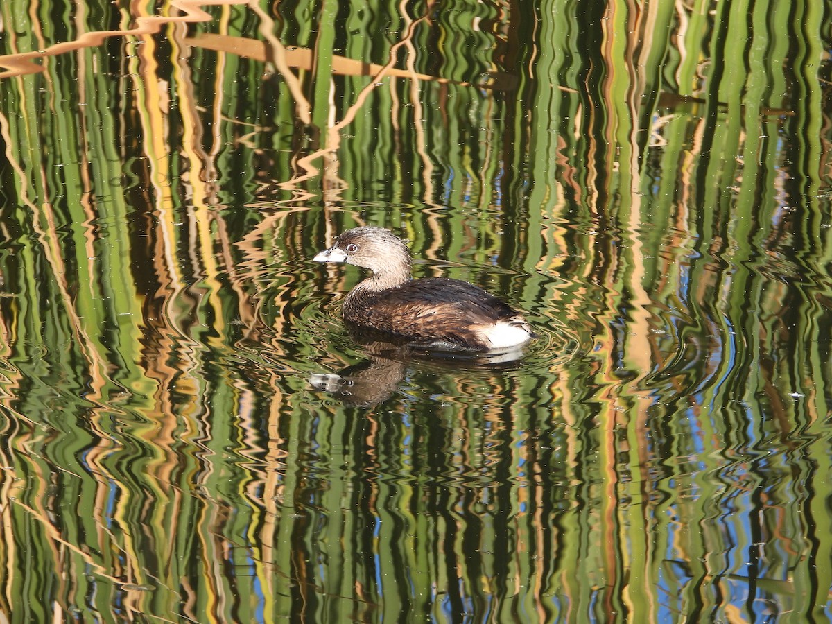 Zampullín Picogrueso - ML646308066